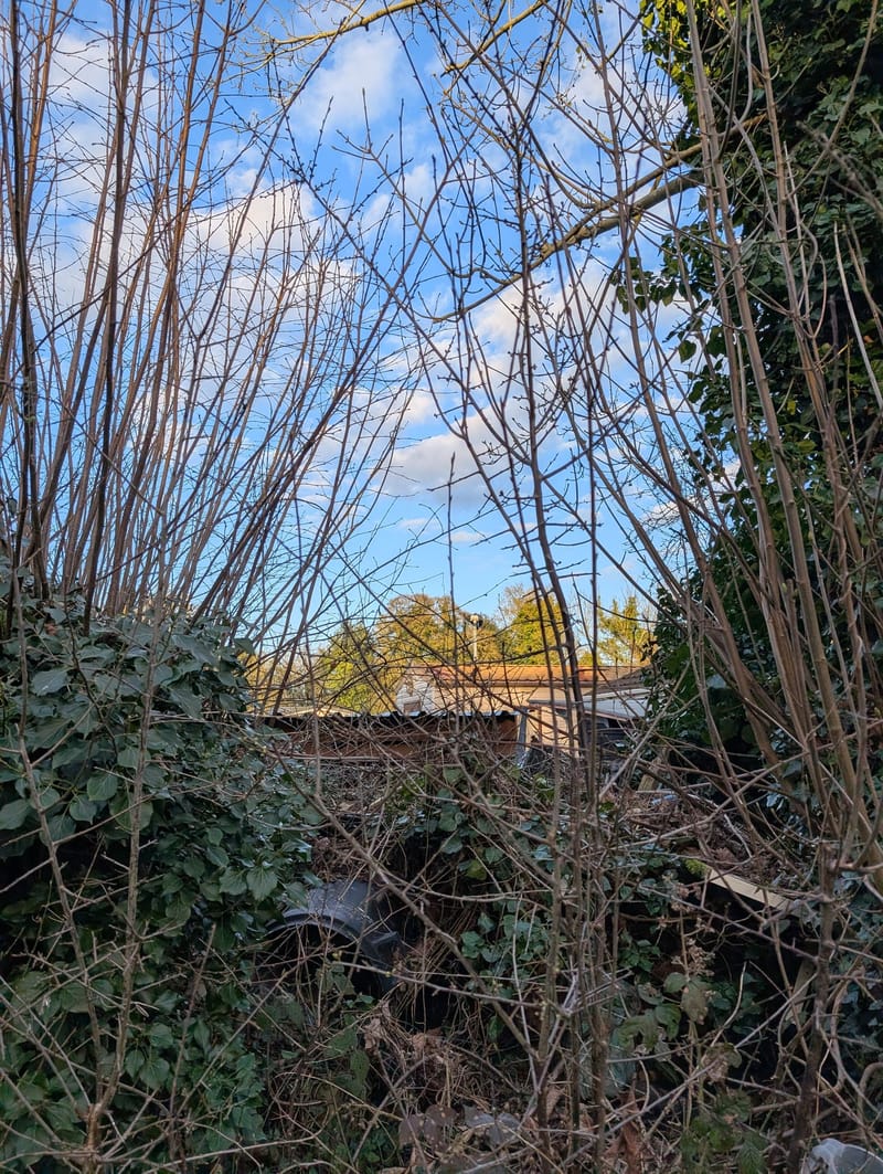 Before: dense brambles and bare whippy stems filling the whole garden