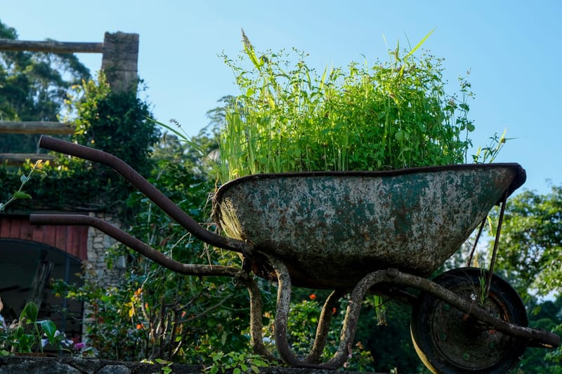 Before: an abandoned wheelbarrow with grass and weeds growing out of it