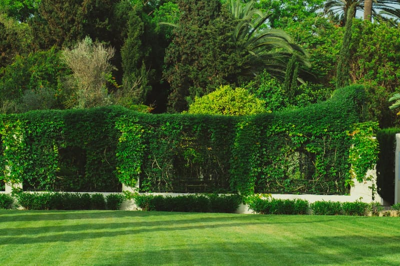 A closely clipped garden hedge above a lawn mown in even stripes