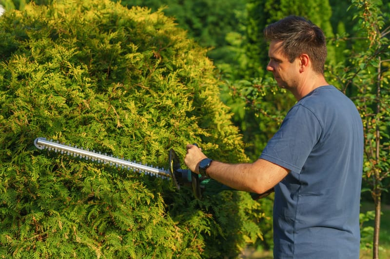 A gardener shaping a conifer hedge with a long-bladed trimmer in evening light