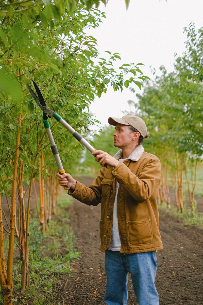 A gardener in a work jacket reaching up to prune a young tree with long-handled loppers